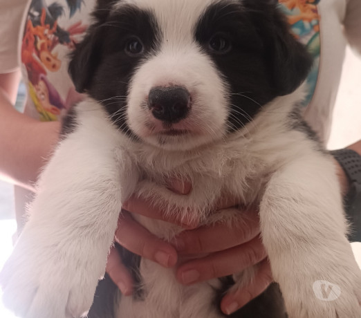 border-collie-presenteie-com-inteligencia-e-aleg-em-sao-paulo-entrega-rapida-e-garantia-de-satisfacao-big-1