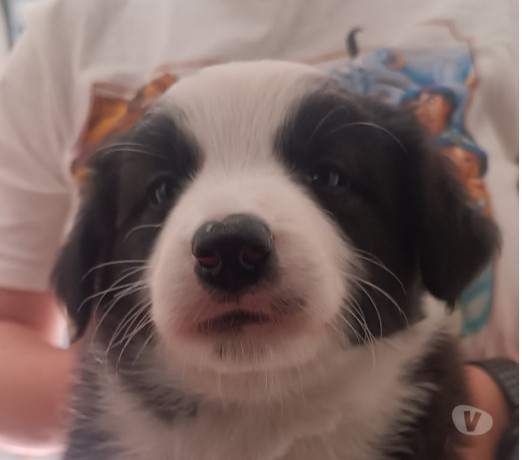 border-collie-presenteie-com-inteligencia-e-aleg-em-sao-paulo-entrega-rapida-e-garantia-de-satisfacao-big-3