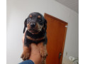 filhotes-de-dachshund-londrina-pr-a-venda-de-filho-paranalondrina-oportunidade-unica-em-paranalondrina-small-0
