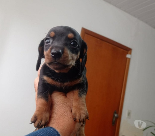 filhotes-de-dachshund-londrina-pr-a-venda-de-filho-paranalondrina-oportunidade-unica-em-paranalondrina-big-0