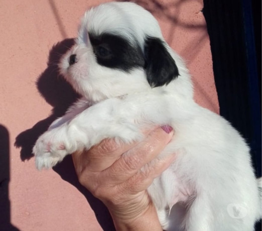 shitzu-filhotes-barueri-sp-venda-de-filhotes-premium-em-sao-paulo-negociavel-big-1