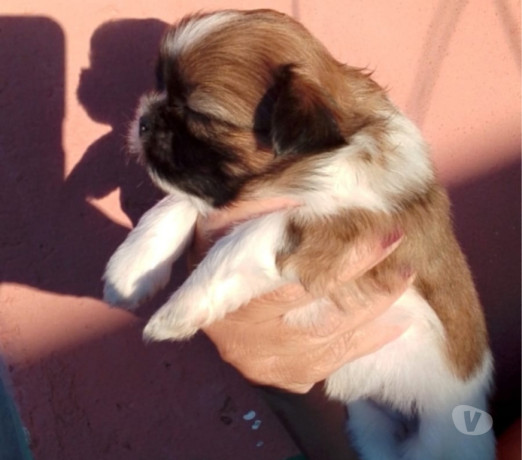 shitzu-filhotes-barueri-sp-venda-de-filhotes-premium-em-sao-paulo-negociavel-big-0