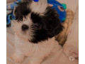 shitzu-femea-2-meses-aricanduva-oferta-de-filhote-de-qualidade-em-sao-paulo-garantia-small-0
