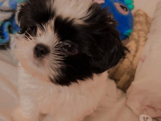 shitzu-femea-2-meses-aricanduva-oferta-de-filhote-de-qualidade-em-sao-paulo-garantia