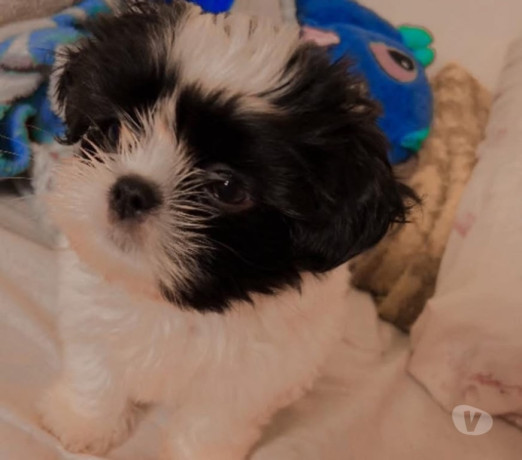 shitzu-femea-2-meses-aricanduva-oferta-de-filhote-de-qualidade-em-sao-paulo-garantia-big-0