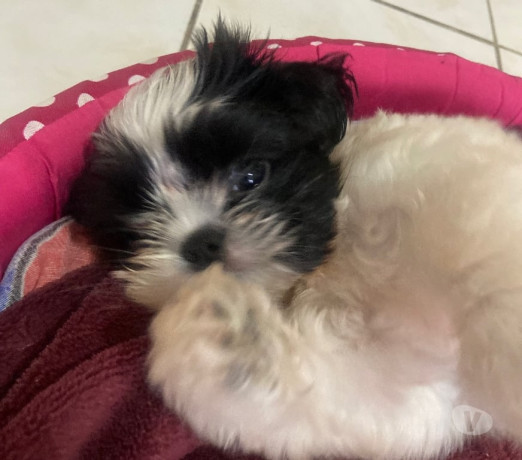 shitzu-femea-2-meses-aricanduva-oferta-de-filhote-de-qualidade-em-sao-paulo-garantia-big-1