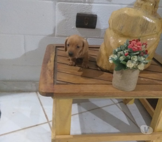 filhote-de-basset-dachshund-macho-sao-jose-dos-c-premium-em-sao-paulo-big-0