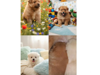 filhotes-de-spitz-alemao-machinhos-sao-jose-do-rio-sao-paulo-oportunidade-unica-negociavel