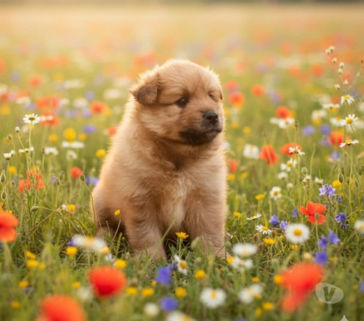 filhotes-de-spitz-alemao-machinhos-sao-jose-do-rio-sao-paulo-oportunidade-unica-negociavel-big-1