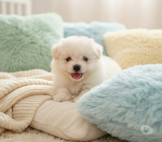 filhotes-de-spitz-alemao-machinhos-sao-jose-do-rio-sao-paulo-oportunidade-unica-negociavel-big-2