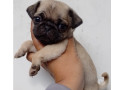pug-macho-e-femea-saude-oportunidade-de-filhotes-melhor-oferta-sao-paulo-garantia-small-0