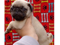 pug-macho-e-femea-saude-oportunidade-de-filhotes-melhor-oferta-sao-paulo-garantia-small-1