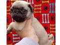 pug-macho-e-femea-saude-oportunidade-de-filhotes-melhor-oferta-sao-paulo-garantia-small-3