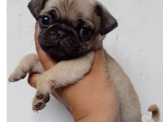 pug-macho-e-femea-saude-oportunidade-de-filhotes-melhor-oferta-sao-paulo-garantia