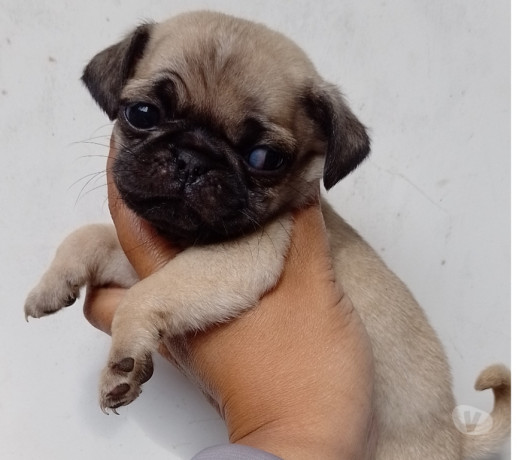 pug-macho-e-femea-saude-oportunidade-de-filhotes-melhor-oferta-sao-paulo-garantia-big-2