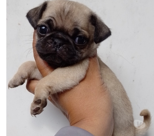 pug-macho-e-femea-saude-oportunidade-de-filhotes-melhor-oferta-sao-paulo-garantia-big-0