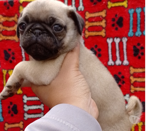 pug-macho-e-femea-saude-oportunidade-de-filhotes-melhor-oferta-sao-paulo-garantia-big-1