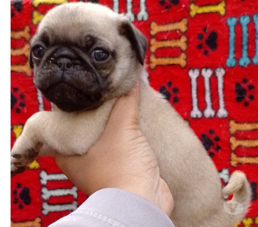 pug-macho-e-femea-saude-oportunidade-de-filhotes-melhor-oferta-sao-paulo-garantia-big-3