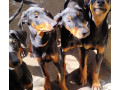 filhotes-de-dobermann-com-pedigree-cbkc-porto-aleg-em-rio-grande-melhor-preco-da-regiao-com-condicoes-especiais-small-1