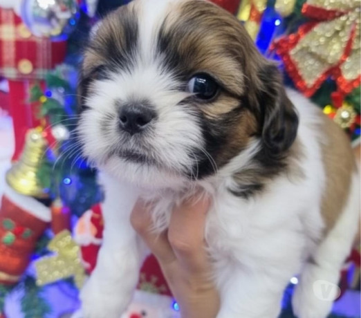 semi-novo-rio-de-otima-oportunidade-oportunidade-unica-big-3