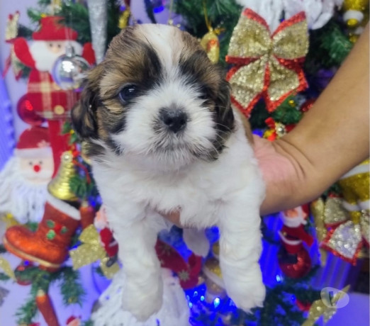 semi-novo-rio-de-otima-oportunidade-oportunidade-unica-big-1