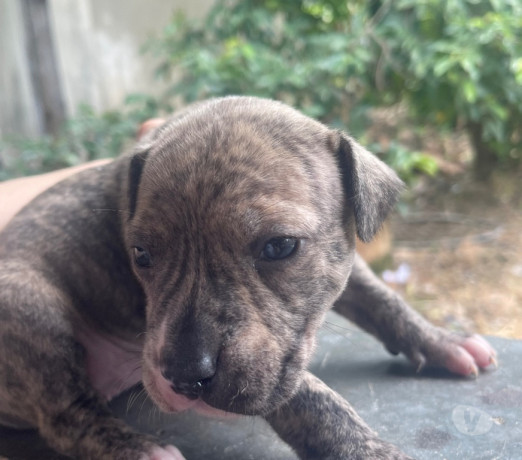 semi-novo-rio-de-otima-oportunidade-entrega-imediata-big-3