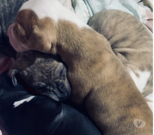 semi-novo-rio-de-otima-oportunidade-entrega-imediata-big-1