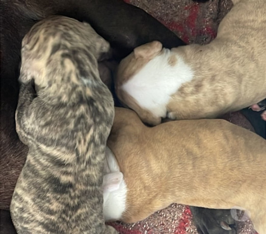 semi-novo-rio-de-otima-oportunidade-entrega-imediata-big-0