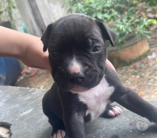 semi-novo-rio-de-otima-oportunidade-entrega-imediata-big-4