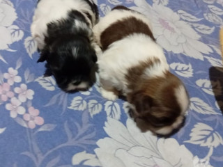 disponivel-sao-paulo-conservado