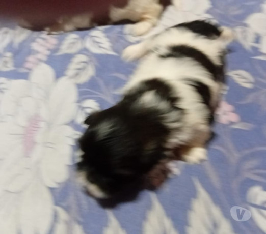 disponivel-sao-paulo-conservado-big-1