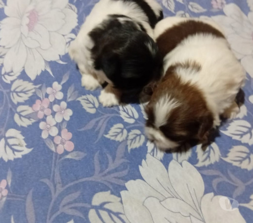 disponivel-sao-paulo-conservado-big-2