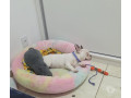 bulldog-frances-filhote-campinas-sp-venda-de-fil-premium-em-sao-paulo-oportunidade-unica-small-0