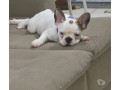 bulldog-frances-filhote-campinas-sp-venda-de-fil-premium-em-sao-paulo-oportunidade-unica-small-3