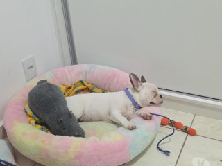 bulldog-frances-filhote-campinas-sp-venda-de-fil-premium-em-sao-paulo-oportunidade-unica