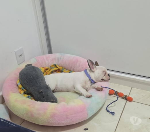 bulldog-frances-filhote-campinas-sp-venda-de-fil-premium-em-sao-paulo-oportunidade-unica-big-0