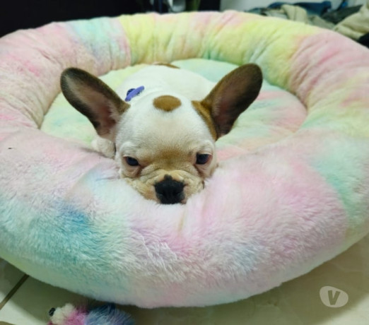 bulldog-frances-filhote-campinas-sp-venda-de-fil-premium-em-sao-paulo-oportunidade-unica-big-1