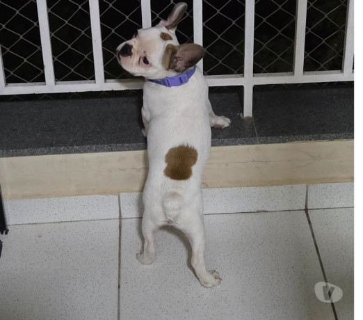 bulldog-frances-filhote-campinas-sp-venda-de-fil-premium-em-sao-paulo-oportunidade-unica-big-2
