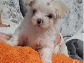 filhote-maltes-femea-penha-sao-paulo-venda-de-f-premium-em-sao-paulo