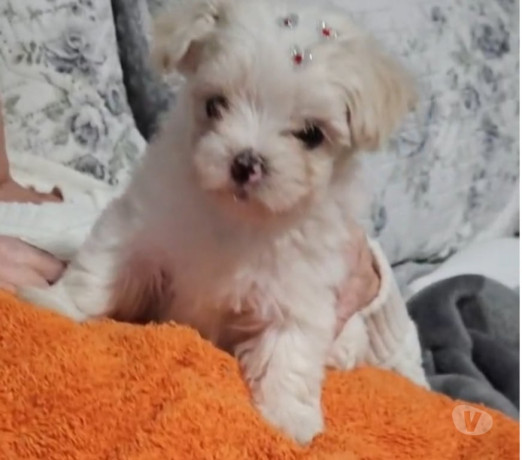 filhote-maltes-femea-penha-sao-paulo-venda-de-f-premium-em-sao-paulo-big-0