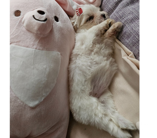 filhote-maltes-femea-penha-sao-paulo-venda-de-f-premium-em-sao-paulo-big-1