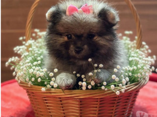 sptiz-alemao-lulu-da-palmeranina-franco-da-rocha-em-sao-paulo-entrega-rapida-e-garantia-de-satisfacao-oportunidade-unica