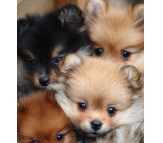 sptiz-alemao-lulu-da-palmeranina-franco-da-rocha-em-sao-paulo-entrega-rapida-e-garantia-de-satisfacao-oportunidade-unica-big-2