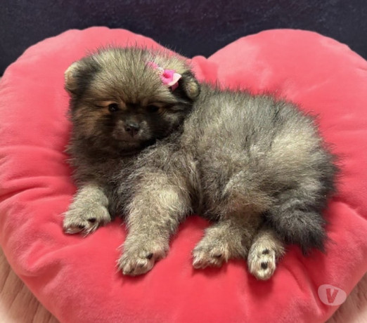 sptiz-alemao-lulu-da-palmeranina-franco-da-rocha-em-sao-paulo-entrega-rapida-e-garantia-de-satisfacao-oportunidade-unica-big-1