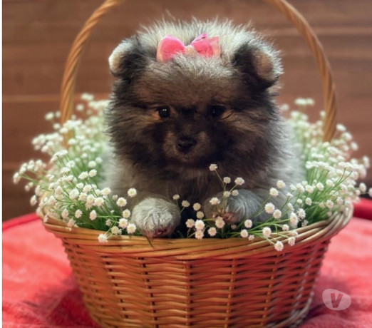 sptiz-alemao-lulu-da-palmeranina-franco-da-rocha-em-sao-paulo-entrega-rapida-e-garantia-de-satisfacao-oportunidade-unica-big-0