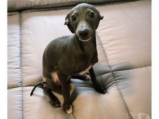 disponivel-sao-paulo-conservado