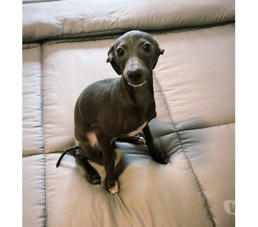 disponivel-sao-paulo-conservado-big-3