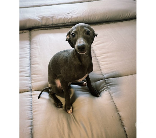 disponivel-sao-paulo-conservado-big-1