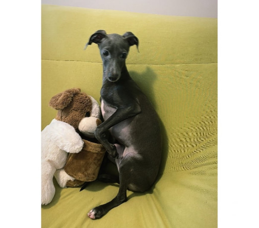 disponivel-sao-paulo-conservado-big-2