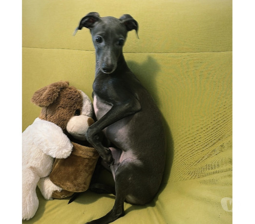 disponivel-sao-paulo-conservado-big-4